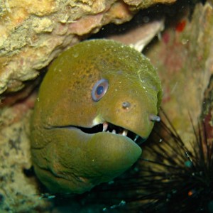 green moray