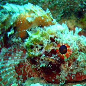 scorpionfish