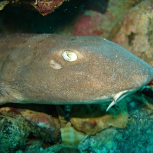 nurse shark