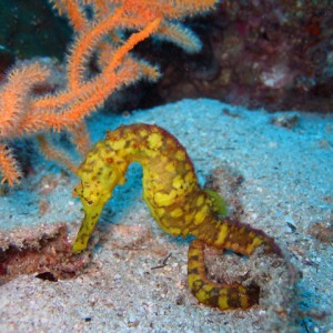 tiger tail seahorse
