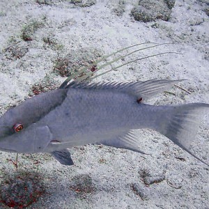 HogFish