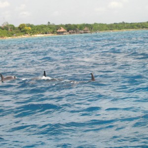 3 Momma Dolphins & Ninos