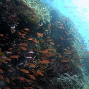 coral_reef_1