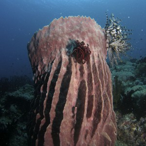 barrel_sponge_1