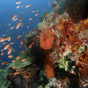 coral_reef_3