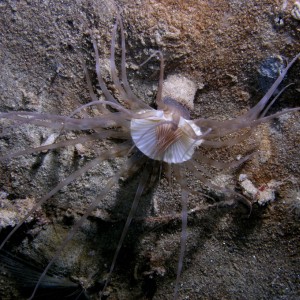 Sand Anemone