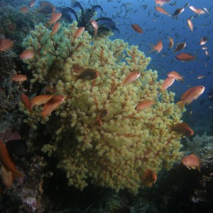 coral_reef_5