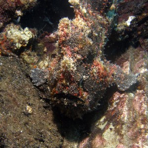 frogfish_giant_2