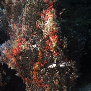 frogfish_giant_5