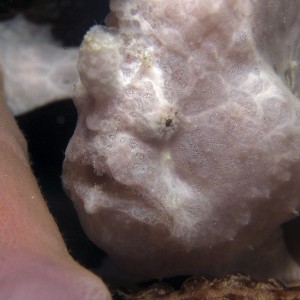 frogfish_white2