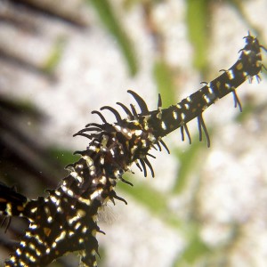 ghost_pipefish2