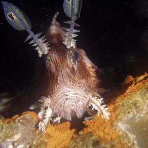 lionfish1