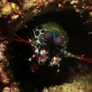 mantis_shrimp1