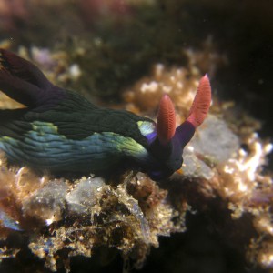 nembrotha_5