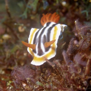 nudi_chromodoris_annae