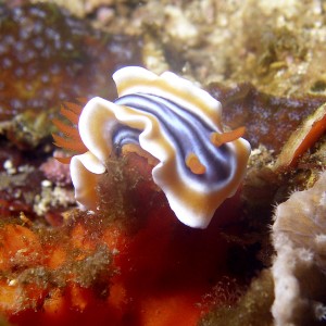 nudi chromodoris magnifica