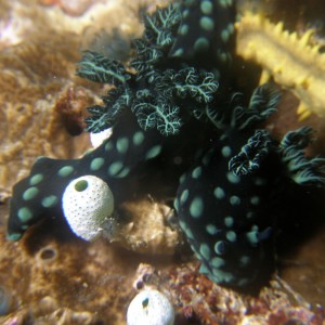 nudi_cristata_5