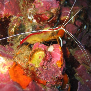 cleaner schrimp