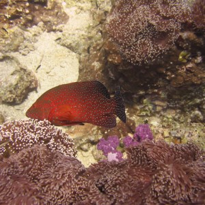 coral grouper