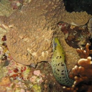 honeycomb morray eel