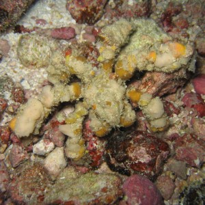 spider crab