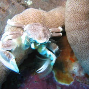 anemone crab