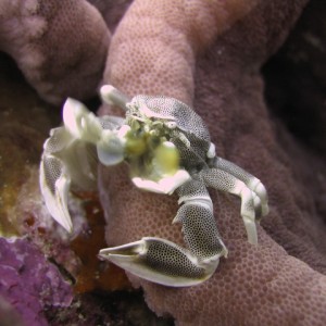 anemone crab