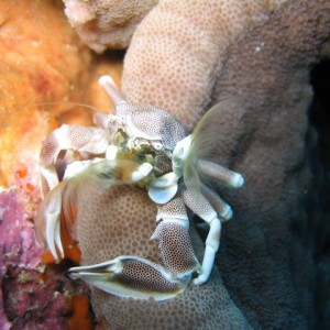 anemone crab