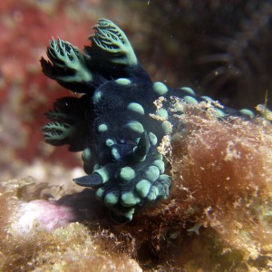 nudi_cristata_7