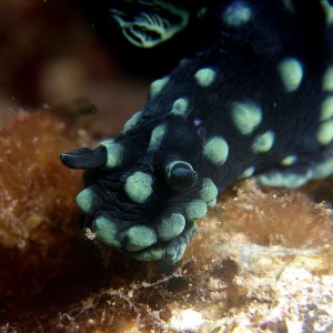 nudi_cristata_8