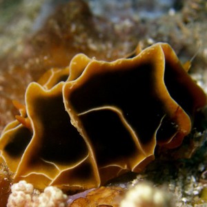 nudi_halgreda