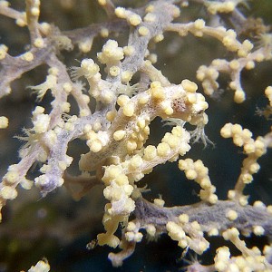 pygmy_seahorse_yellow_1