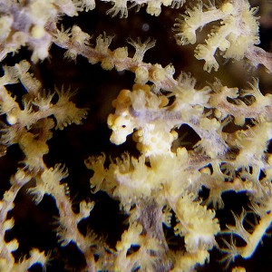 pygmy_seahorse_yellow_2