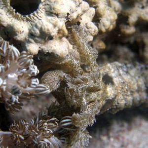 sea_cucumber_feeding