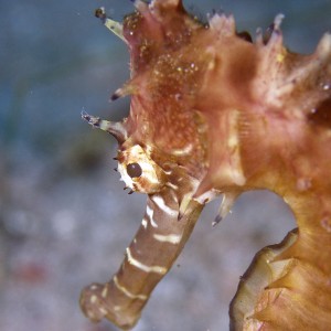 sea_horse_1