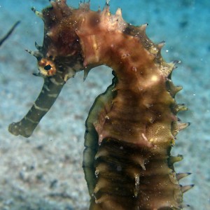 sea_horse_3