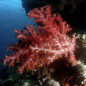 soft_coral_3