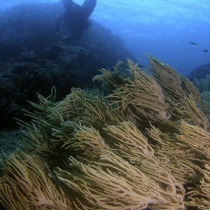 soft_coral_and_diver