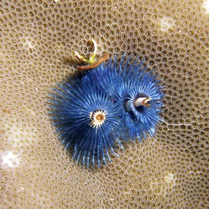 x_mas_tree_worm_blue