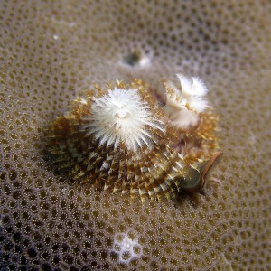 x_mas_tree_worm_brown