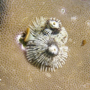 x_mas_tree_worm_white