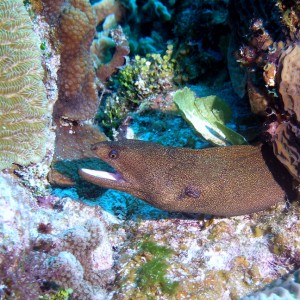 Gold Spotted Eel