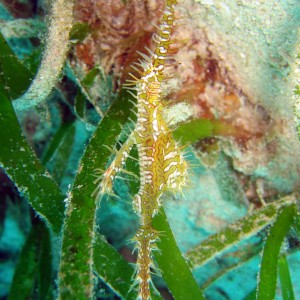 green ghostpipe fish