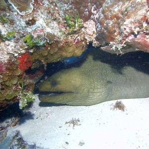 Green Moray