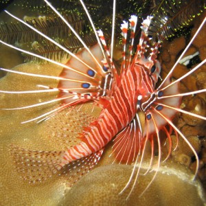 lionfish