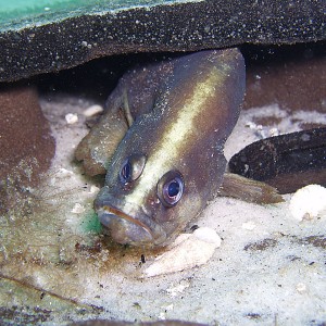 Soapfish - Destin Jetties