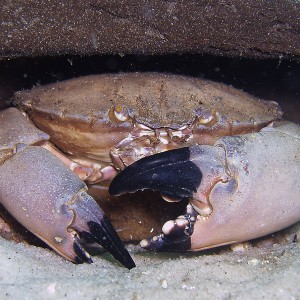 Stone crab - Destin Jetties