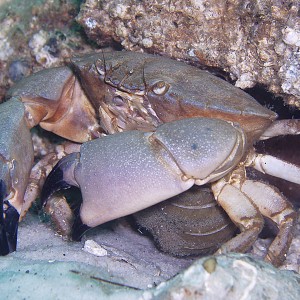 Stone crab - Destin Jetties