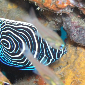 KoranAngelFish02