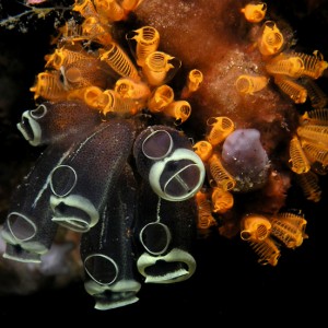 Sea Squirts